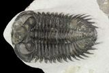 Coltraneia Trilobite Fossil - Huge Faceted Eyes #125129-4